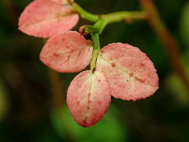Heidelbeere - Vaccinium myrtillis - Blätter (Salicyna, CC BY-SA 4.0, via Wikimedia Commons)