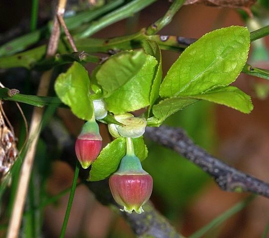 Heidelbeere - Vaccinium myrtillis - Blüten (This image is created by user P. Verstichel at observado.org, a global biodiversity recording project., CC BY-SA 3.0, via Wikimedia Commons)
