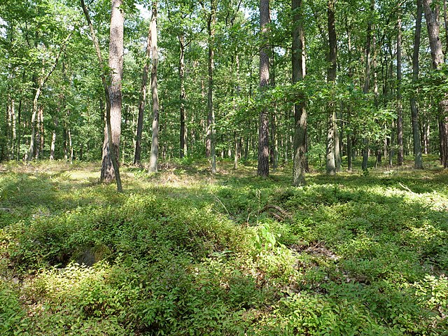 Heidelbeere - Vaccinium myrtillis - Wald mit Heidelbeeren (Leonhard Lenz, CC BY-SA 4.0, via Wikimedia Commons)