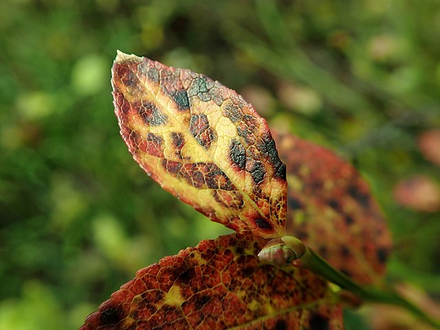 Heidelbeere - Vaccinium myrtillis - bunte Blätter (Salicyna, CC BY-SA 4.0, via Wikimedia Commons)