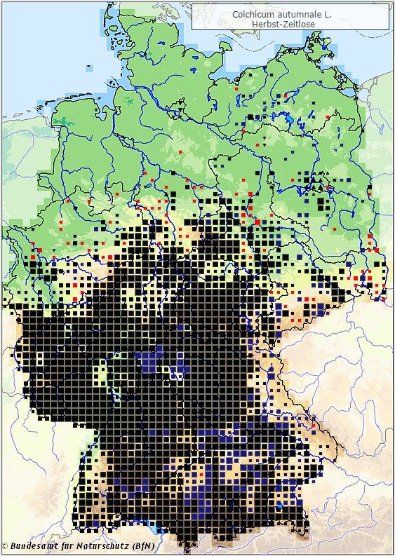 Herbstzeitlose - Colchicum autumnale - Verbreitungsgebiet in Deutschland (Karte vom Bundesamt für Naturschutz, BfN, FloraWeb, abgerufen am 25.09.2022)