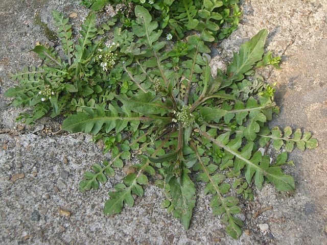 Hirtentäschel - Capsella bursa-pastoris - Blattrosetten (dalgial, CC BY 3.0, via Wikimedia Commons)
