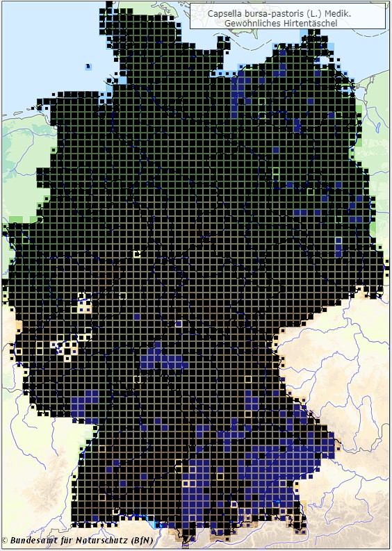 Hirtentäschel - Capsella bursa-pastoris - Verbreitungsgebiet in Deutschland (Karte vom Bundesamt für Naturschutz, BfN, FloraWeb, abgerufen am 26.09.2022)