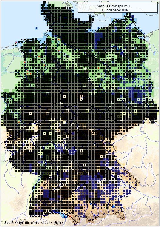 Hundspetersilie - Aethusa cynapium - Verbreitungsgebiet in Deutschland (Karte vom Bundesamt für Naturschutz, BfN, FloraWeb, abgerufen am 25.09.2022)