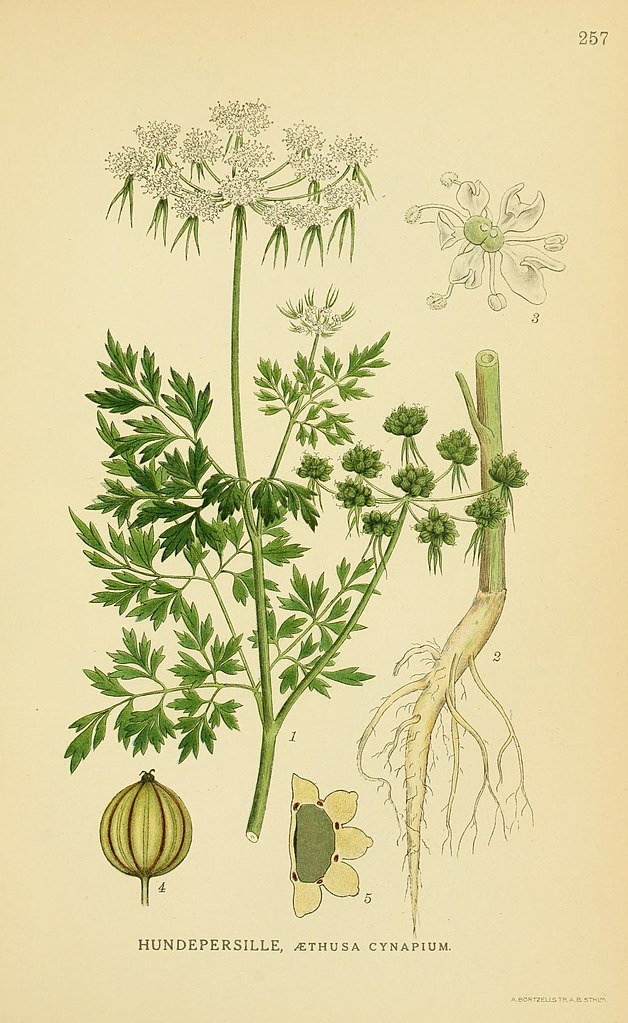 Hundspetersilie - Aethusa cynapium - Zeichnung (August Mentz, Carl Hansen Ostenfeld, Billeder af Nordens Flora, Kopenhagen, 1917-1923, Public domain, via Wikimedia Commons)