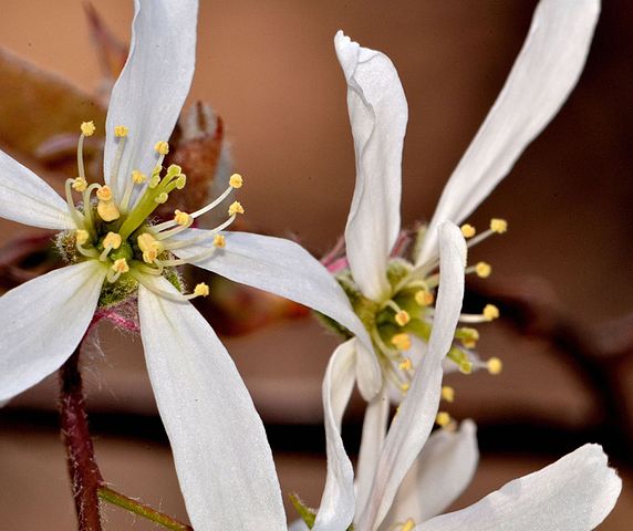 Kahle Felsenbirne - Amelanchier laevis - Blüten (dw_ross from Springfield, VA, USA, CC BY 2.0, via Wikimedia Commons)