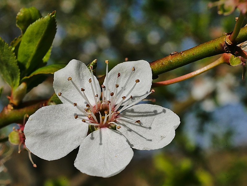Kirschpflaume - Prunus cerasifera - Blüte (Helge Klaus Rieder, CC0, via Wikimedia Commons)