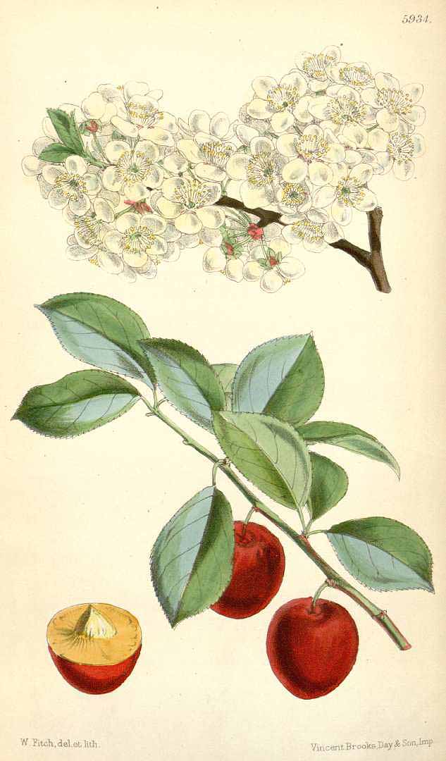 Kirschpflaume - Prunus cerasifera - Zeichnung (Curtis’s Botanical Magazine, t. 5878-5942, vol. 97 [ser. 3, vol. 27]: t. 5934 (1871), Walter Hood Fitch, Public domain, via Wikimedia Commons)