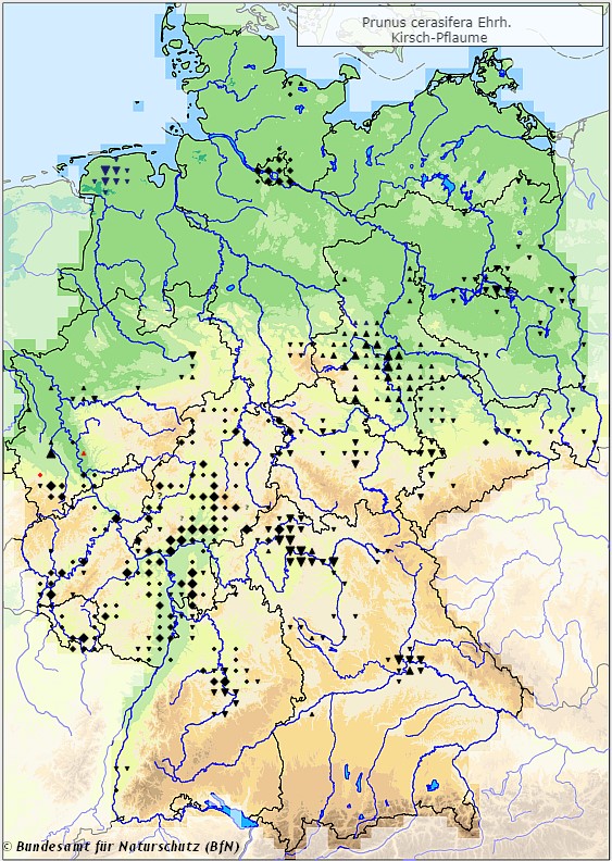Kirschpflaume - Prunus crasifera - Verbreitungsgebiet in Deutschland (Karte vom Bundesamt für Naturschutz, BfN, FloraWeb, etablierte (neophytische) Art, abgerufen am 26.09.2022)