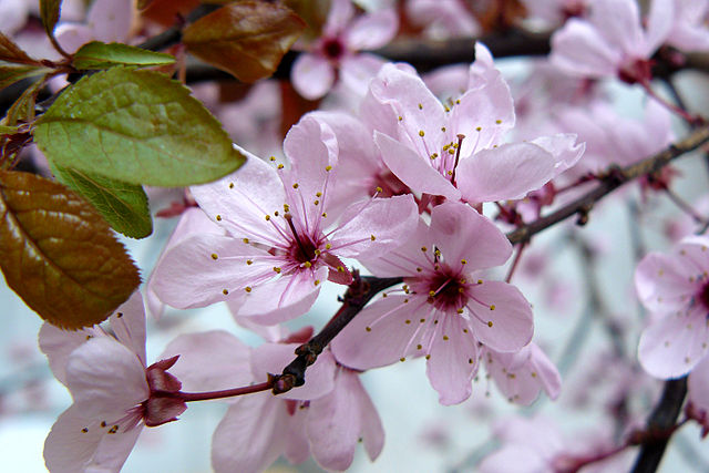 Kirschpflaume Sorte Blutpflaume - Prunus cerasifera Sorte Nigra - Blüten (SPBer, CC BY-SA 3.0, via Wikimedia Commons)