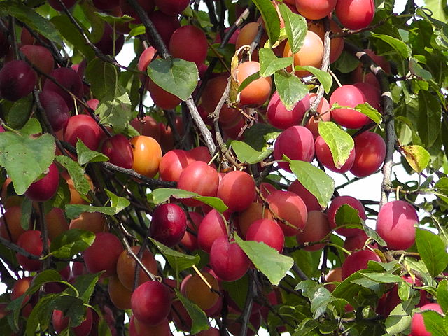 Kirschpflaumen - Prunus cerasifera - rote Früchte (Dellex, CC BY-SA 4.0, via Wikimedia Commons)