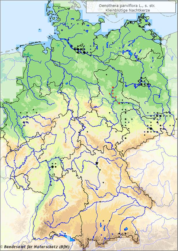 Kleinblütige Nachtkerze - Oenothera parviflora - Verbreitungsgebiet in Deutschland (Karte vom Bundesamt für Naturschutz, BfN, FloraWeb, etablierte (neophytische) Vorkommen, abgerufen am 01.10.2022)