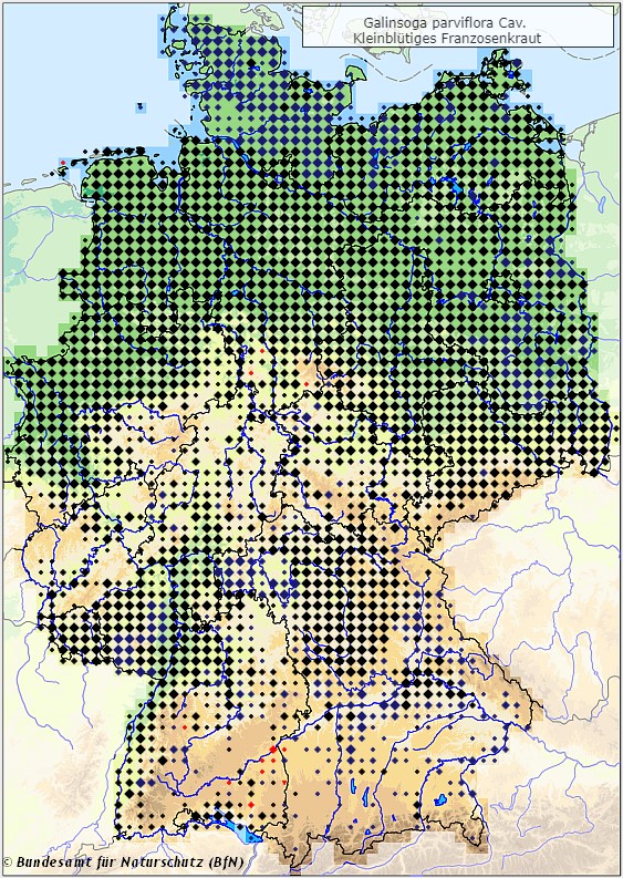 Kleinblütiges Knopfkraut - Galinsoga parviflora - Verbreitungsgebiet in Deutschland (Karte vom Bundesamt für Naturschutz, BfN, FloraWeb, etablierte (neophytische) Vorkommen, abgerufen am 26.09.2022)