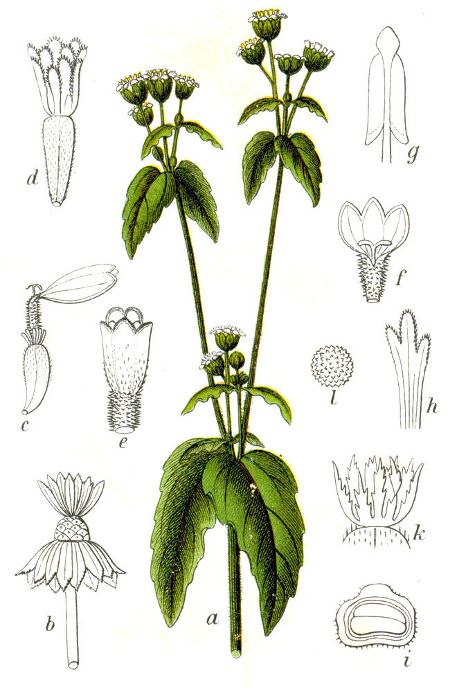 Kleinblütiges Knopfkraut - Galinsoga parviflora - Zeichnung (Johann Georg Sturm (Painter: Jacob Sturm), Public domain, via Wikimedia Commons)