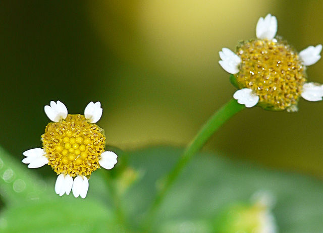 Kleinblütiges Knopfkraut - Galinsoga_parviflora - Blüten (Rasbak, CC BY-SA 3.0, via Wikimedia Commons)