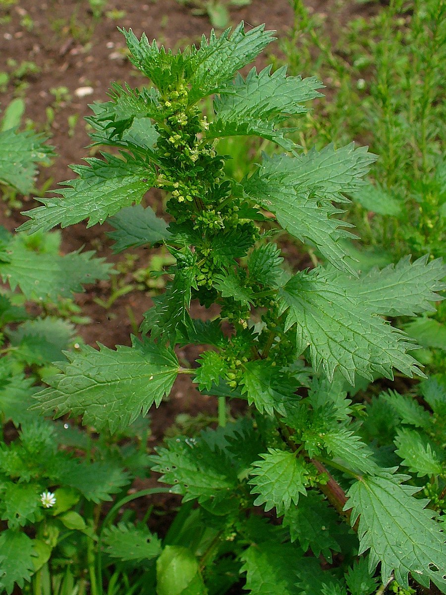 Kleine Brennessel - Urtica urens - Pflanze (H. Zell, CC BY-SA 3.0, via Wikimedia Commons)