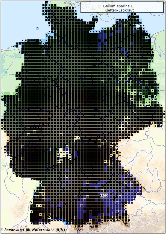 Kletten-Labkraut - Galium aparine - Verbreitungsgebiet in Deutschland (Karte vom Bundesamt für Naturschutz, BfN, FloraWeb)