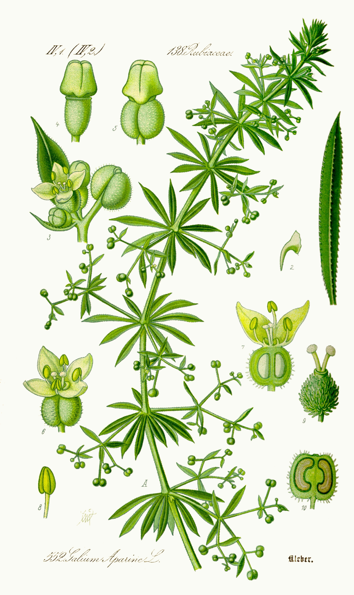 Kletten-Labkraut - Galium aparine - Zeichnung (Prof. Dr. Otto Wilhelm Thomé ''Flora von Deutschland, Österreich und der Schweiz'' 1885, Gera, Germany, Public domain, via Wikimedia Commons)