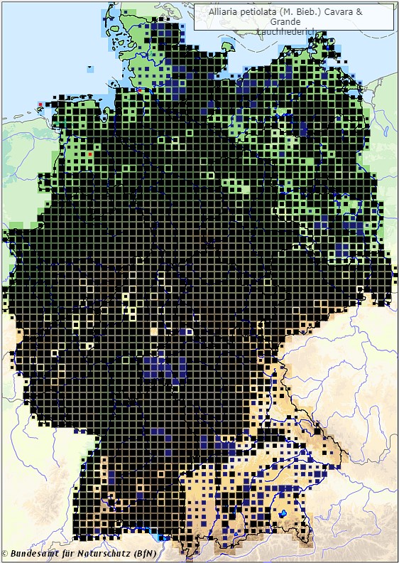 Knoblauchsrauke - Alliarai petiolata - Verbreitungsgebiet in Deutschland (Karte vom Bundesamt für Naturschutz, BfN, FloraWeb, abgerufen am 26.09.2022)