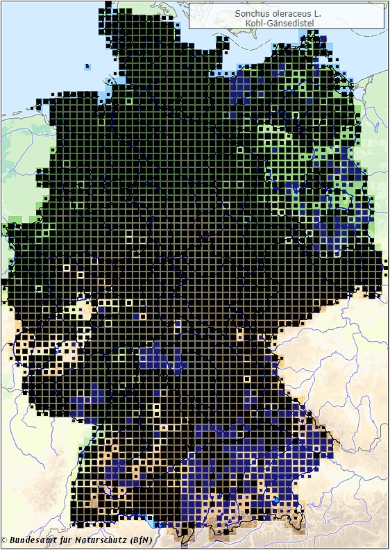 Kohl-Gänsedistel - Sonchus oleraceus - Verbreitungsgebiet in Deutschland (Karte vom Bundesamt für Naturschutz, BfN, FloraWeb, abgerufen am 26.09.2022)