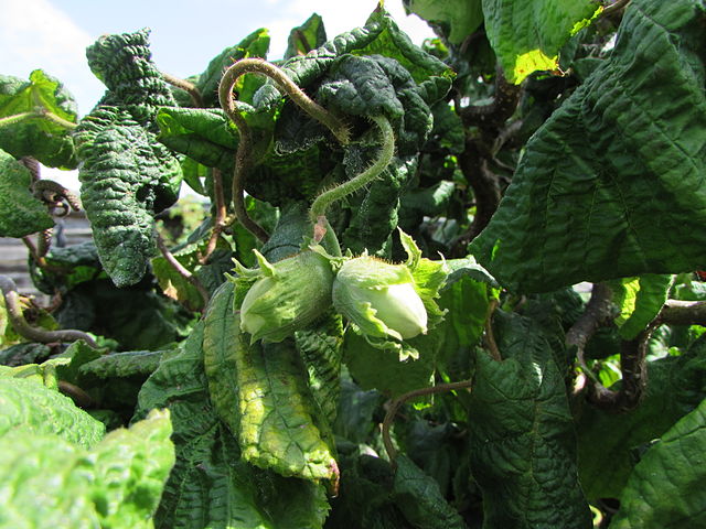 Korkenzieherhasel - Corylus avellana Contorta - Fruchtstand (Richard Avery, CC BY-SA 4.0, via Wikimedia Commons)