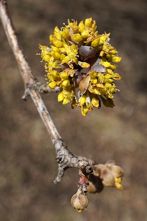 Kornelkirsche - Cornus mas - Blüte (Plant Image Library from Boston, USA, CC BY-SA 2.0, via Wikimedia Commons)