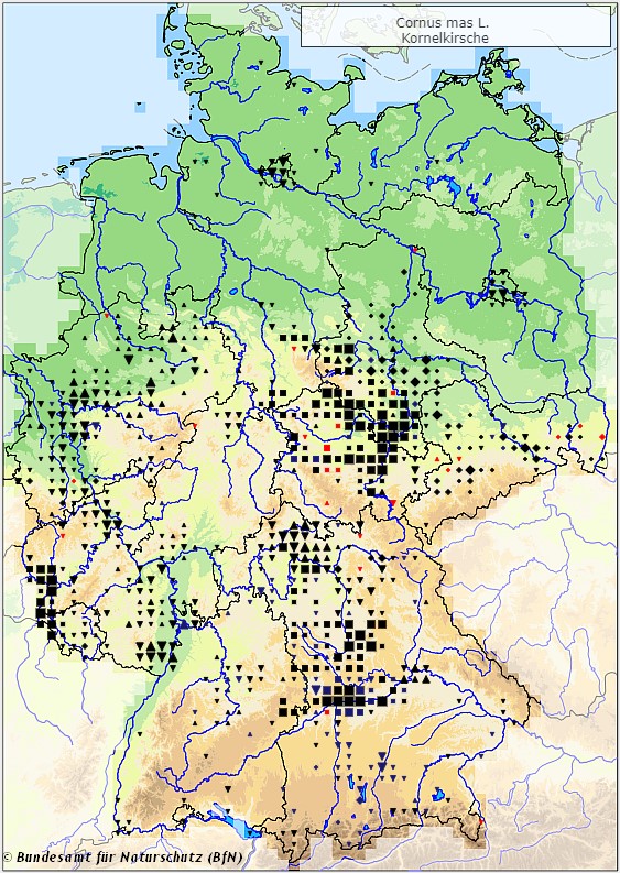 Kornelkirsche - Cornus mas - Verbreitungsgebiet in Deutschland (Karte vom Bundesamt für Naturschutz, BfN, FloraWeb, abgerufen am 26.09.2022)