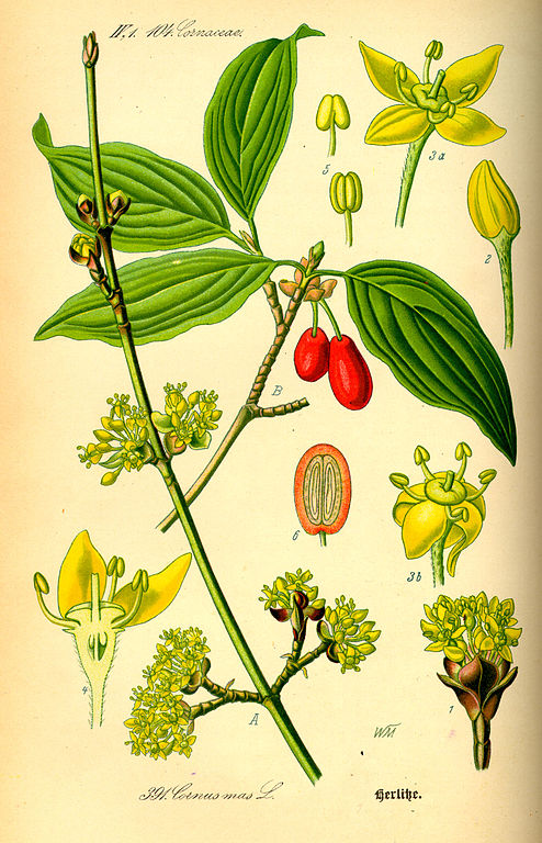Kornelkirsche - Cornus mas - Zeichnung (Prof. Dr. Otto Wilhelm Thomé ''Flora von Deutschland, Österreich und der Schweiz'' 1885, Gera, Germany - Wikimedia Commons)