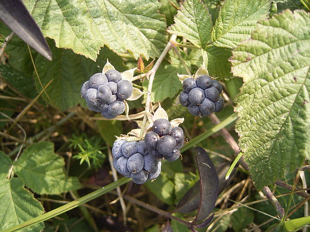 Kratzbeere - Rubus caesius - Früchte (TeunSpaans, Public Domain, via Wikimedia Commons)