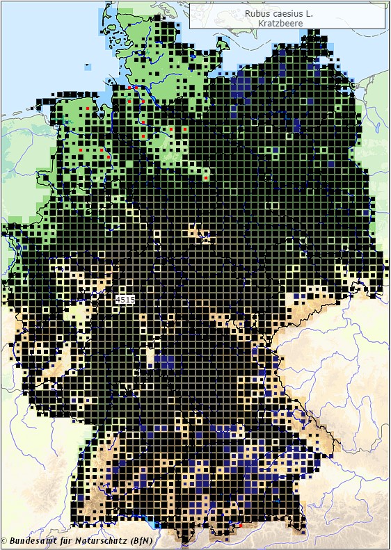 Kratzbeere - Rubus caesius - Verbreitungsgebiet in Deutschland (Karte vom Bundesamt für Naturschutz, BfN, FloraWeb, abgerufen am 26.09.2022)