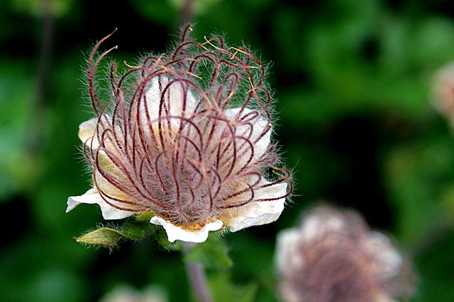 Kriech-Nelkenwurz - Geum reptans - Frucht (Hedwig Storch, CC BY-SA 3.0, via Wikimedia Commons)