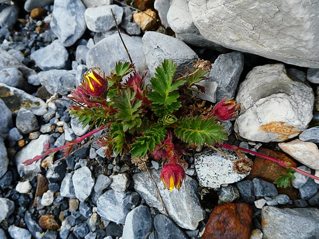 Kriech-Nelkenwurz - Geum reptans - Pflanze mit Blüten (Syrio, CC BY-SA 4.0, via Wikimedia Commons)