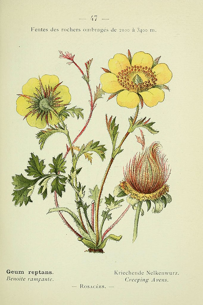 Kriech-Nelkenwurz - Geum reptans - Zeichnung (George Beauchamp Knowles, Frederic Westcott, The floral cabinet and magazine of exotic botany, Volume II, London, 1838, Public domain, via Wikimedia Commons)