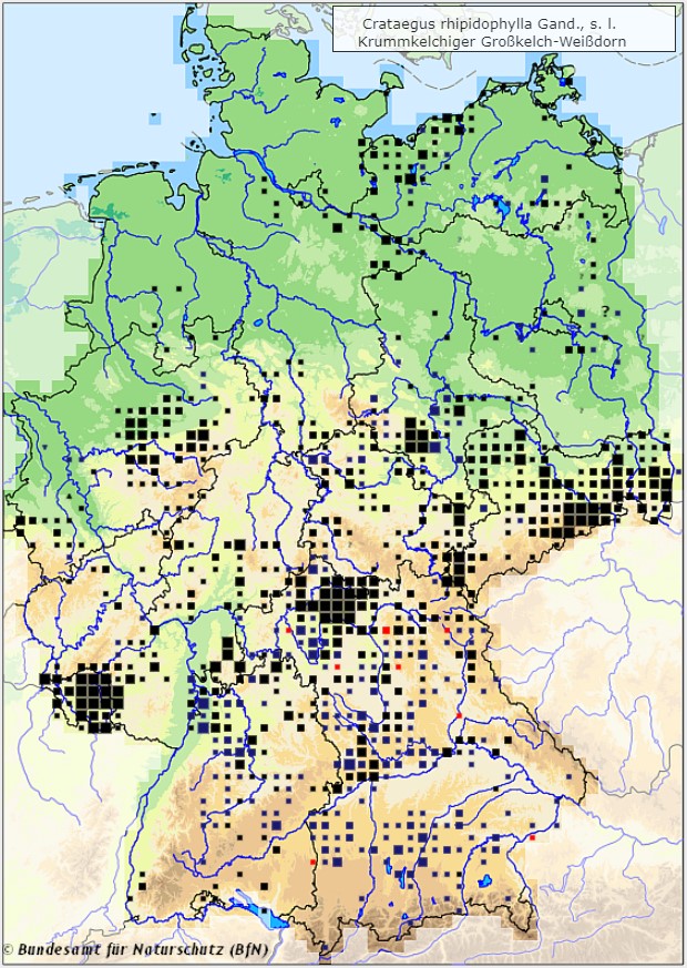 Krummkelchiger Großkelch-Weißdorn - Crataegus rhipidophylla - Verbreitungsgebiet in Deutschland (Karte vom Bundesamt für Naturschutz, BfN, FloraWeb, abgerufen am 27.09.2022)