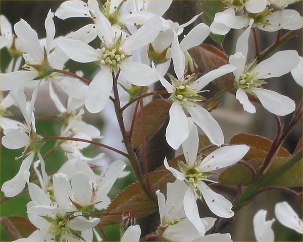 Kupfer-Felsenbirne - Amelanchier lamarckii - Blüten (Rasbak, CC BY-SA 3.0, via Wikimedia Commons)