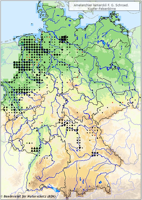 Kupfer-Felsenbirne - Amelanchier lamarckii - Verbreitungsgebiet in Deutschland (Karte vom Bundesamt für Naturschutz, BfN, FloraWeb, etablierte (neophytische) Vorkommen, abgerufen am 26.09.2022)