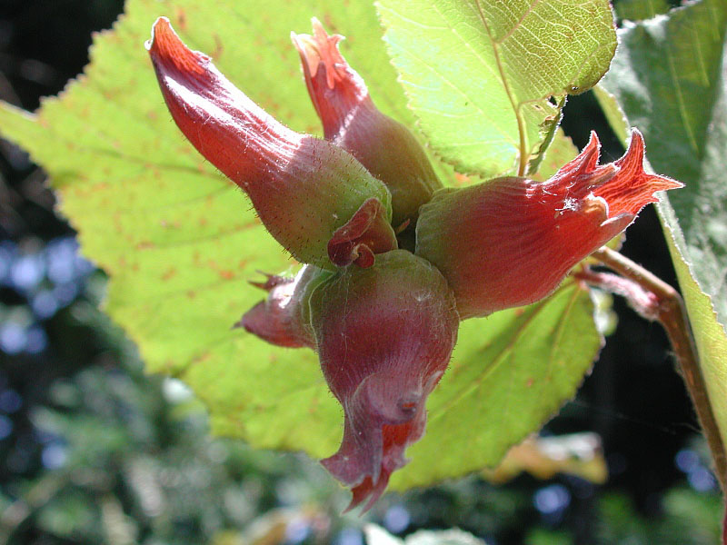 Lambertshasel - Corylus maxima - Fruchtstand (Fritz Geller-Grimm, CC BY-SA 2.5, via Wikimedia Commons)