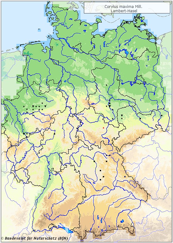 Lambertshasel - Corylus maxima - Verbreitungsgebiet in Deutschland (Karte vom Bundesamt für Naturschutz, BfN, FloraWeb, abgerufen am 26.09.2022)