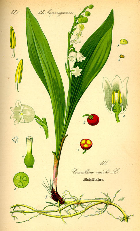 Maiglöckchen - Convallaria majalis - Zeichnung (Prof. Dr. Otto Wilhelm Thomé Flora von Deutschland, Österreich und der Schweiz 1885, Gera, Germany)