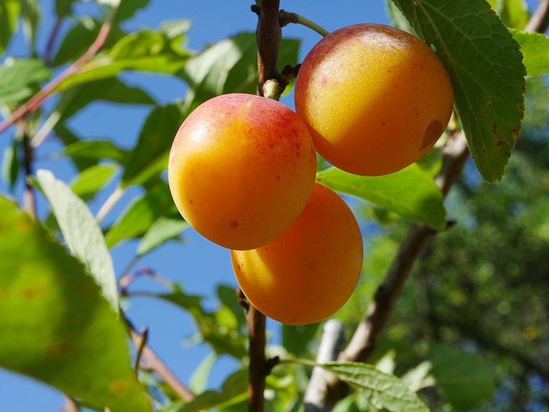 Mirabelle - Prunus domestica subsp. syriaca - Früchte (Helge Klaus Rieder, CC0, via Wikimedia Commons)