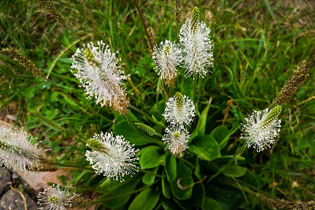 Mittlerer Wegerich - Plantago media - Pflanze mit Blüten (Plenuska, CC BY-SA 4.0, via Wikimedia Commons)
