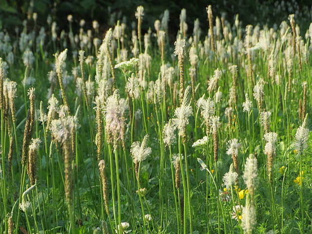 Mittlerer Wegerich - Plantago media - Wiese mit blühenden Pflanzen (AnRo0002, CC0, via Wikimedia Commons)