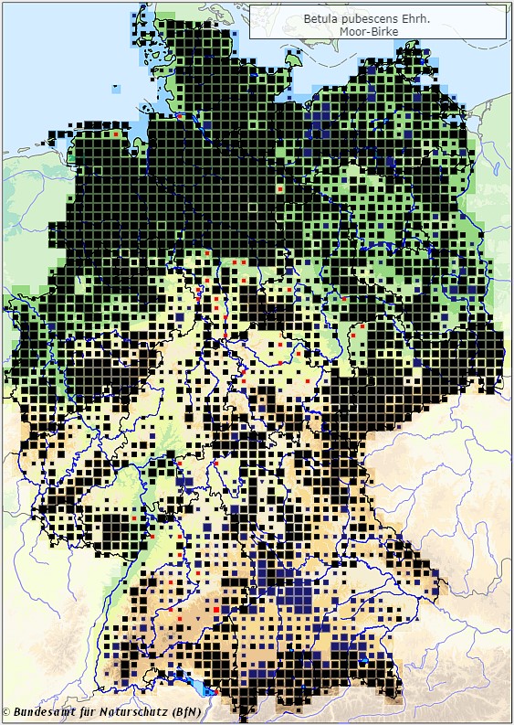 Moorbirke - Betula pubescens - Verbreitungsgebiet in Deutschland (Karte vom Bundesamt für Naturschutz, BfN, FloraWeb, abgerufen am 26.09.2022)
