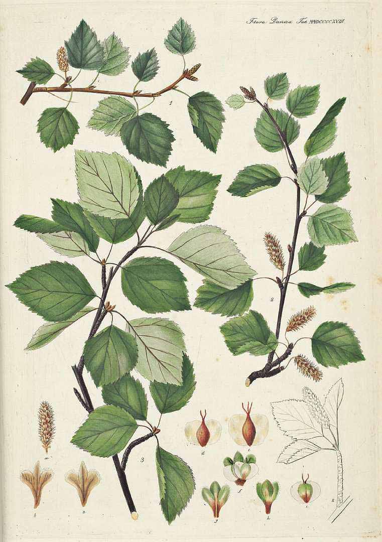 Moorbirke - Betula pubescens - Zeichnung (Johan Martin Christian Lange, Flora Danica, Band XVII, 1871-83, Kopenhagen, http://plantillustrations.org/illustration.php?id_illustration=110847)