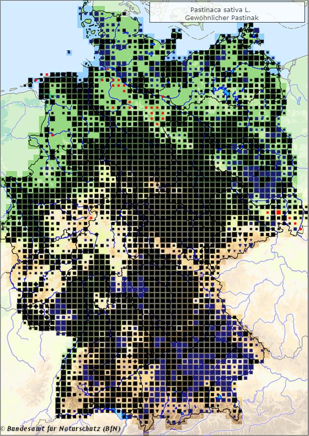 Pastinake - Pastinaca sativa - Verbreitungsgebiet in Deutschland (Karte vom Bundesamt für Naturschutz, BfN, FloraWeb, abgerufen am 04.10.2022)