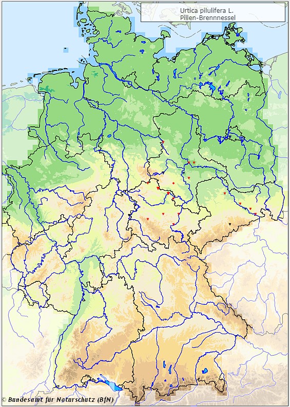 Pillen-Brennnessel - Urtical pilulifera - Verbreitungsgebiet in Deutschland (Karte vom Bundesamt für Naturschutz, BfN, FloraWeb, abgerufen am 26.09.2022)