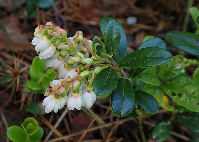Preiselbeere - Vaccinium vitis-idaea - Blüten (Krzysztof Ziarnek, Kenraiz, CC BY-SA 4.0, via Wikimedia Commons)