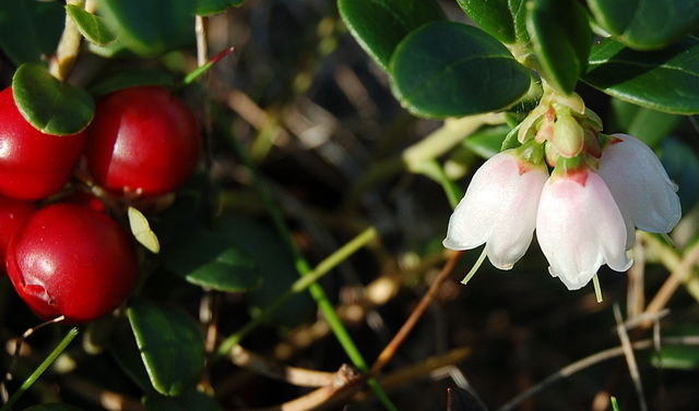 Preiselbeere - Vaccinium vitis-idaea - Strauch mit Blüten und Früchten (Arnstein Rønning, CC BY-SA 3.0, via Wikimedia Commons)