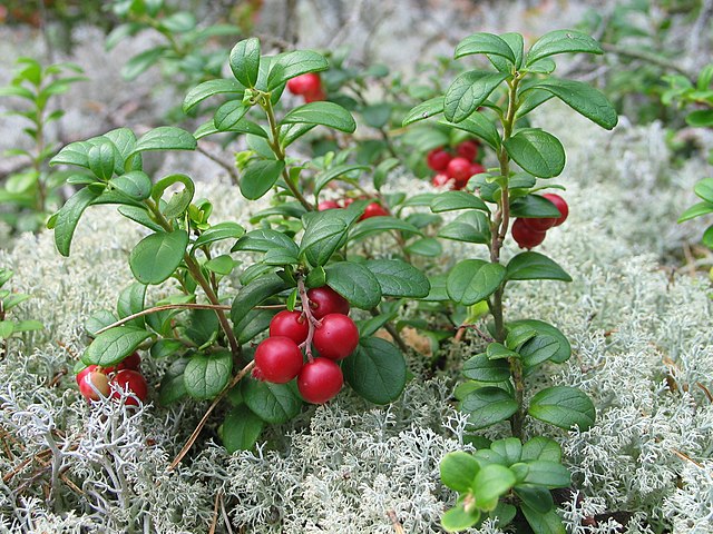 Preiselbeere - Vaccinium vitis-idaea - Strauch mit Früchten (bergsten, Public domain, via Wikimedia Commons)