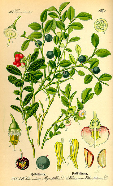 Preiselbeere - Vaccinium vitis-idaea - Zeichnung (Prof. Dr. Otto Wilhelm Thomé ''Flora von Deutschland, Österreich und der Schweiz'' 1885, Gera, Germany, Public domain, via Wikimedia Commons)